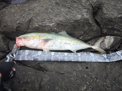 イナダの釣果