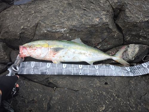 イナダの釣果