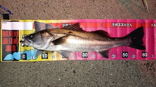 シーバスの釣果