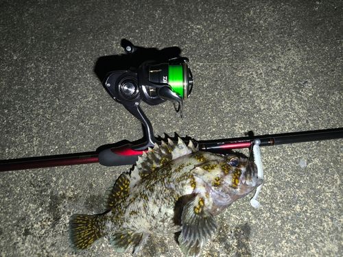 ムラソイの釣果