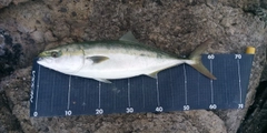 ワラサの釣果