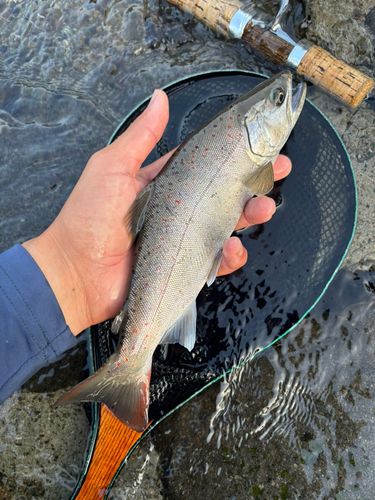 アマゴの釣果