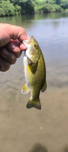 スモールマウスバスの釣果