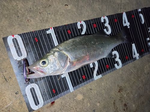 ヒラスズキの釣果