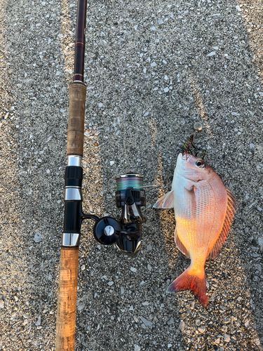 マダイの釣果
