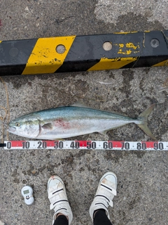 ブリの釣果