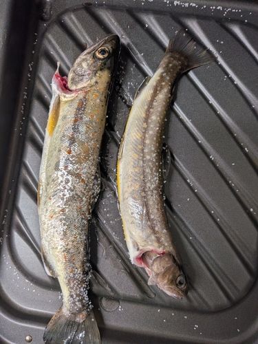 アマゴの釣果