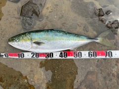 ワラサの釣果