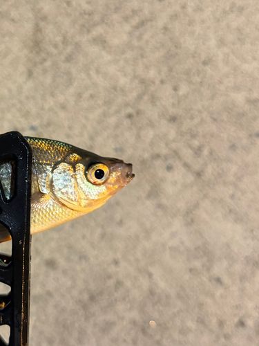 タナゴの釣果