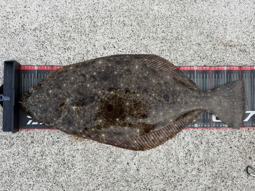 ヒラメの釣果