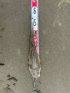 コチの釣果