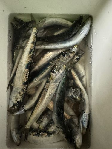 イワシの釣果