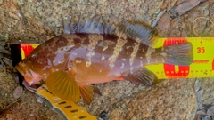 アコウの釣果