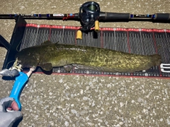 ナマズの釣果