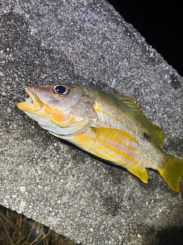ヤマトビーの釣果