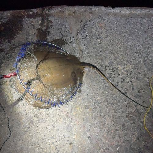 アカエイの釣果