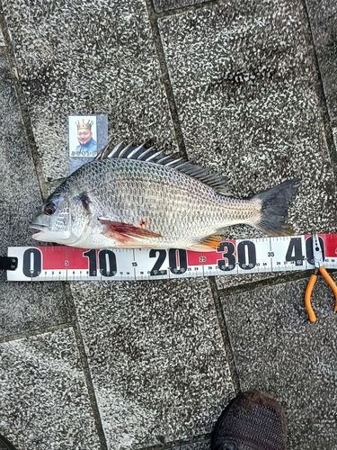 キチヌの釣果