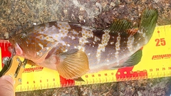 アコウの釣果