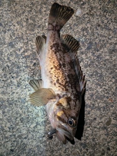 クロソイの釣果