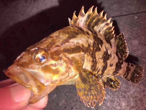 タケノコメバルの釣果