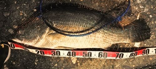 アカメの釣果