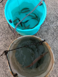 マアジの釣果