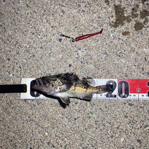 クロソイの釣果