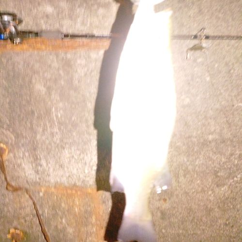 ヒラスズキの釣果