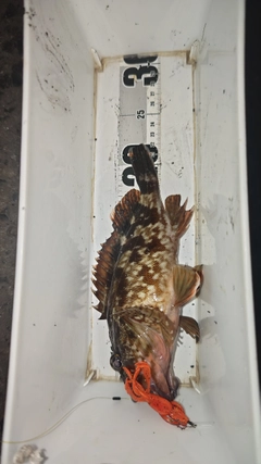 ガシラの釣果