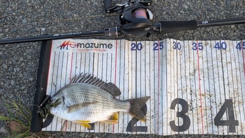 キビレの釣果