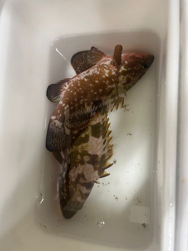 キジハタの釣果
