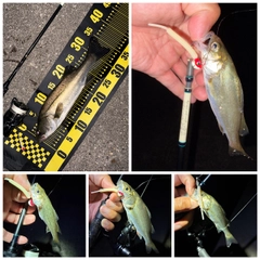 シーバスの釣果