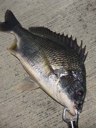 キビレの釣果