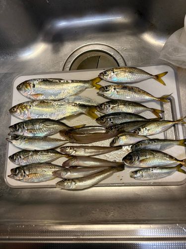 アジの釣果