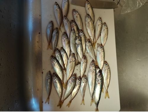 アジの釣果