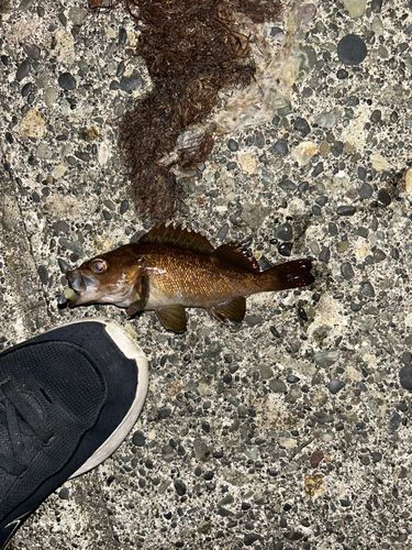 ガヤの釣果
