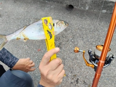 コノシロの釣果