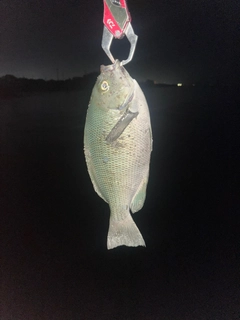 グレの釣果