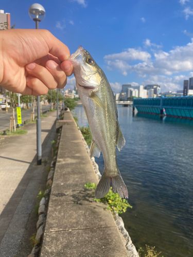 セイゴ（ヒラスズキ）の釣果