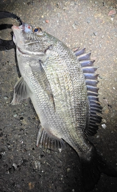 チヌの釣果