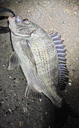 チヌの釣果