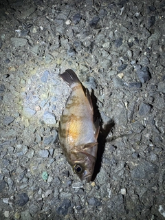 アカメバルの釣果