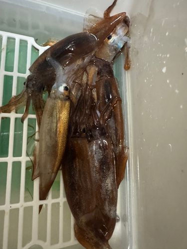 ムギイカの釣果