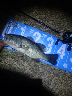 ブラックバスの釣果