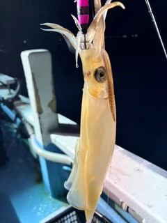 ケンサキイカの釣果