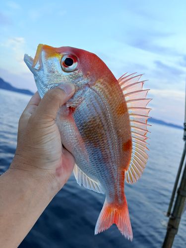 レンコダイの釣果