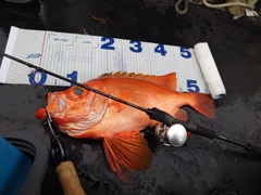 チカメキントキの釣果