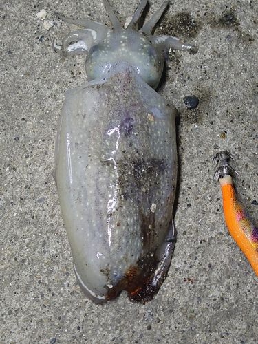 シリヤケイカの釣果