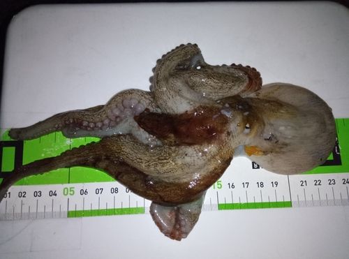 タコの釣果