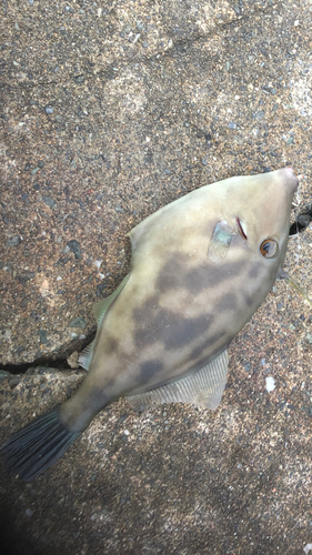 ウマヅラハギの釣果